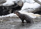 6 Otter on Madison River